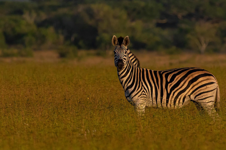 From Maputo: 2-Day Safari & Ocean Hideaway at Maputo Reserve