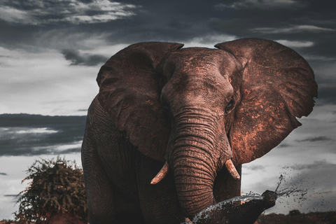 Serengeti: Safari di 3 giorni Fly-In Fly-Out a medio raggio