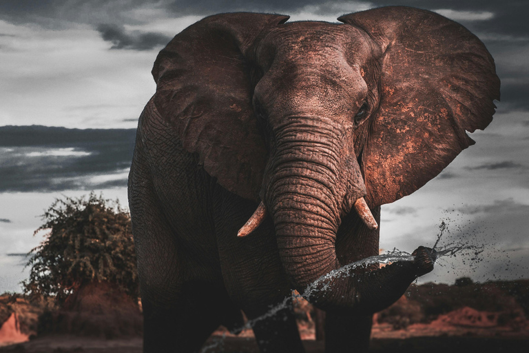 Serengeti: Safari di 3 giorni Fly-In Fly-Out a medio raggio