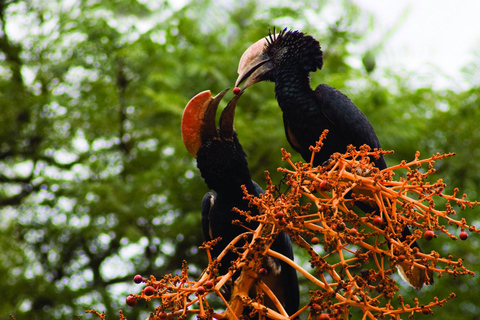 Tour di mezza giornata di birdwatching nel Parco Nazionale di Nairobi