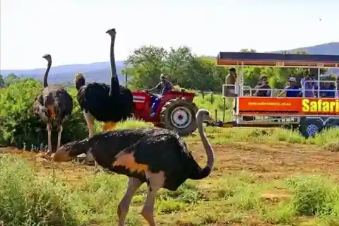 5-Day Garden Route tour from Port Elizabeth to Cape Town