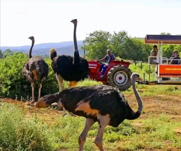 From Port Elizabeth: 5-Day Garden Route Tour to Cape Town