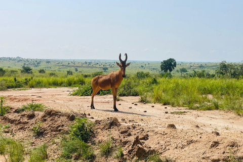 从坎帕拉出发：姆布罗湖国家公园一日旅行