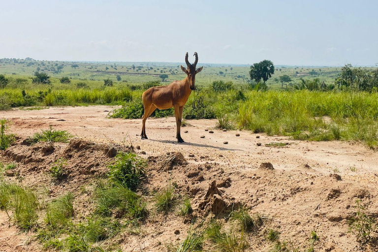 从坎帕拉出发：姆布罗湖国家公园一日旅行
