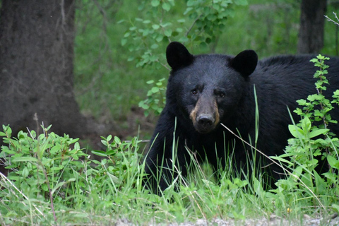 From Banff: Wildlife Viewing, Top Sights & Gondola Ticket