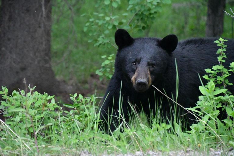 From Banff: Wildlife Viewing, Top Sights & Gondola Ticket