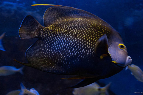 Río de Janeiro: ticket de entrada a AquaRio