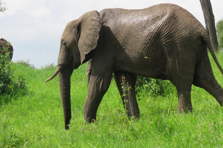 Arusha: Excursión de un día al Parque Nacional de Tarangire con safari en coche