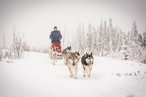 Fairbanks, AK: Excursión de medio día &quot;Conduce tu propio equipo de perros&quot;.