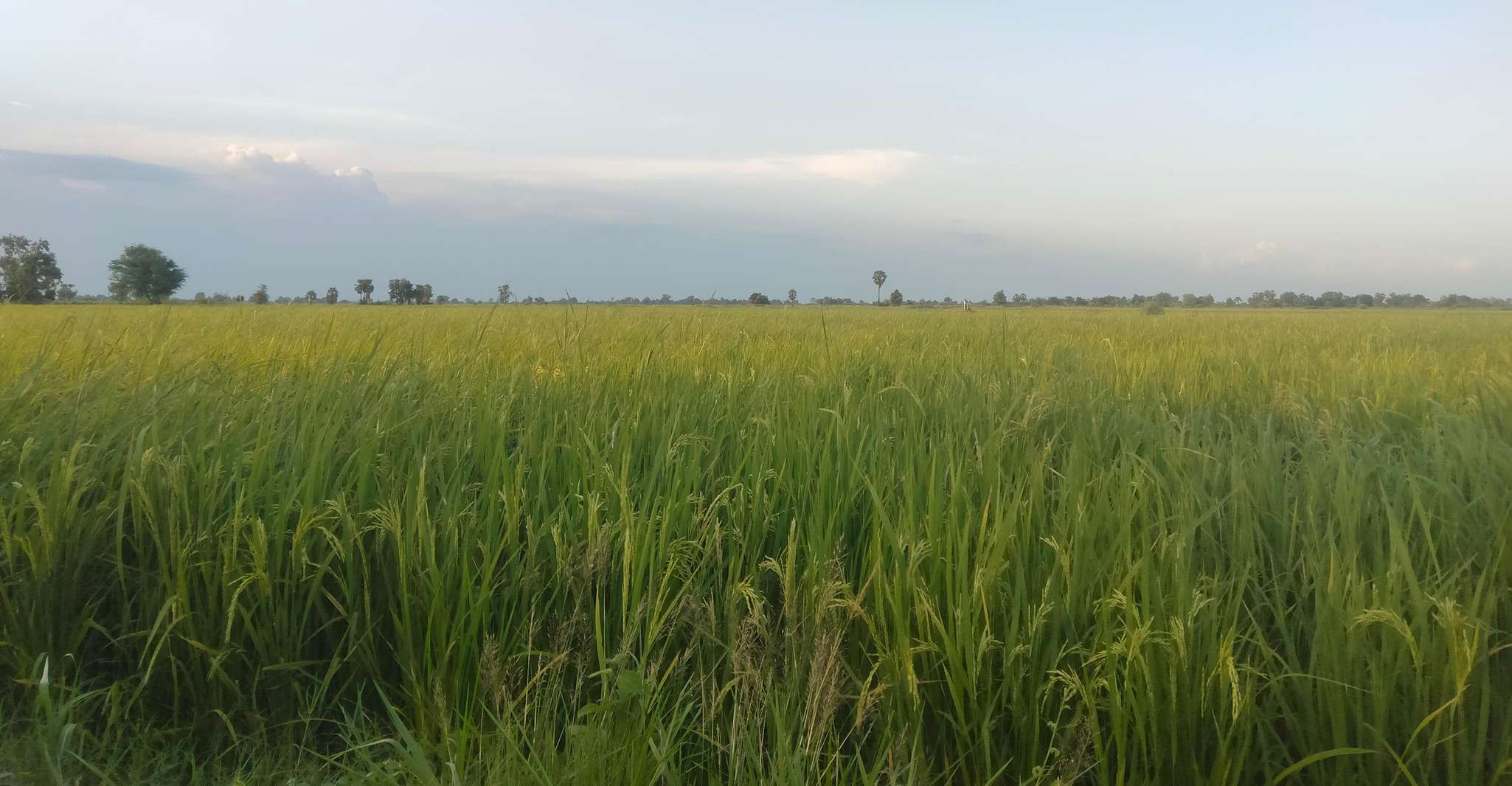 Visite d'une journée entière à Siem Reap par Tuk Tuk - Hizvo