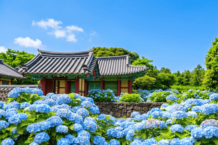 Jeju Island: East Jeju Summer Hydrangea Tour