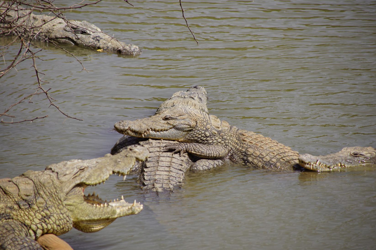 Z Dakaru: Wycieczka 1-dniowa do parku Bandia i laguny SomoneJednodniowa wycieczka do parku Bandia i Somone