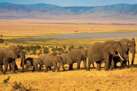 Ngorongoro Krater und Masai Kultur Tagesausflug