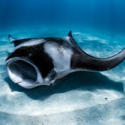 From Exmouth: Coral Bay Luxury Manta Ray Snorkelling Cruise