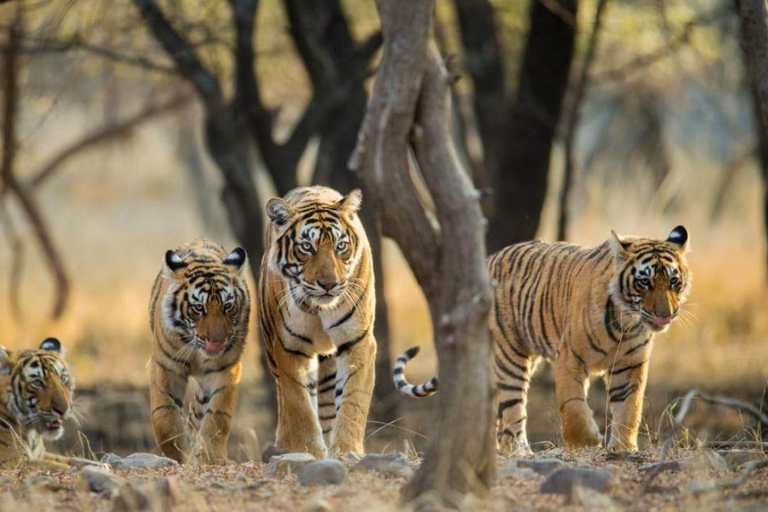 From Delhi: 4-Day Golden Triangle & Ranthambore Tiger Safari Tour with 5-Star Hotels