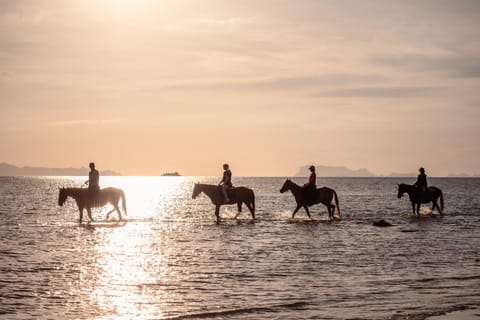 Koh Samui: Sunset Trail Horse Riding on the Beach - Image 2