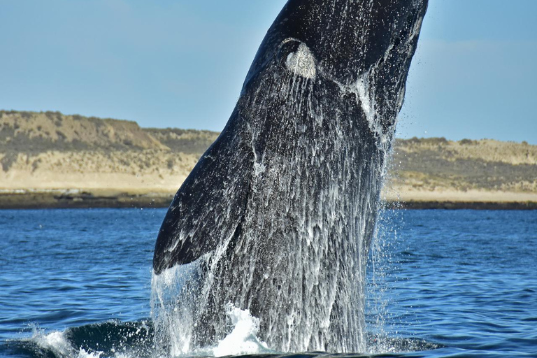 Puerto Madryn: El Doradillo Whale Watching Tour with Pickup