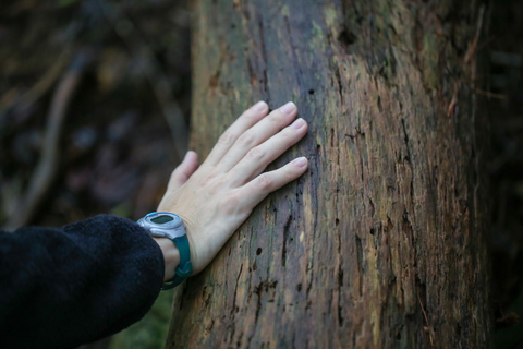 Hiroshima: Hike up Mt. Omine &amp; Panoramic View with Coffee