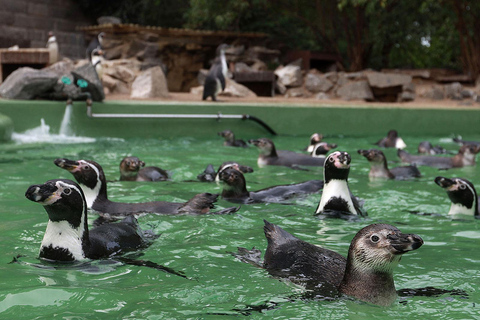 Halle (Saale) : Halle Card 2-Tages-TicketHalle Card | 2 Tages-Ticket