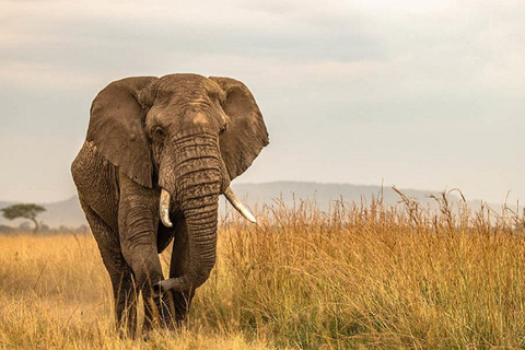 Nairobi: 3-Day Fly-In Private Maasai Mara Safari Experince