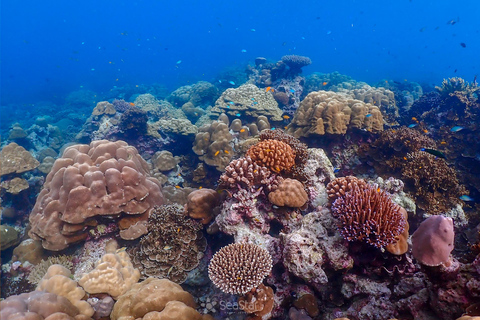 Île de Surin - Excursion avec masque et tuba