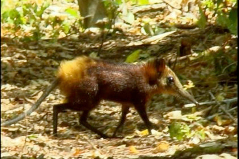 Malindi/Watamu: Half day adventure in Arabuko Sokoke Forest