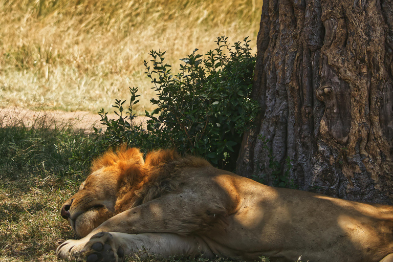 Tanzânia: Safári de 7 dias com acampamento no Serengeti e NgorongoroTanzânia: Safari de 7 dias com acampamento no Serengeti e Ngorongoro