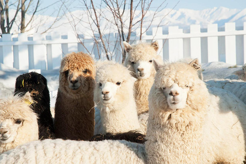 Excursion d&#039;une journée à Hokkaido : Zoo d&#039;Asahiyama, Biei et terrasse de Ningle