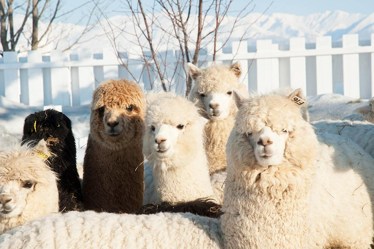 Excursion d&#039;une journée à Hokkaido : Zoo d&#039;Asahiyama, Biei et terrasse de Ningle