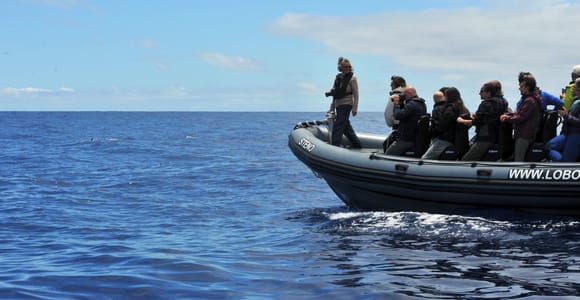 Calheta: Respectful Ocean Wildlife Experience by RIB