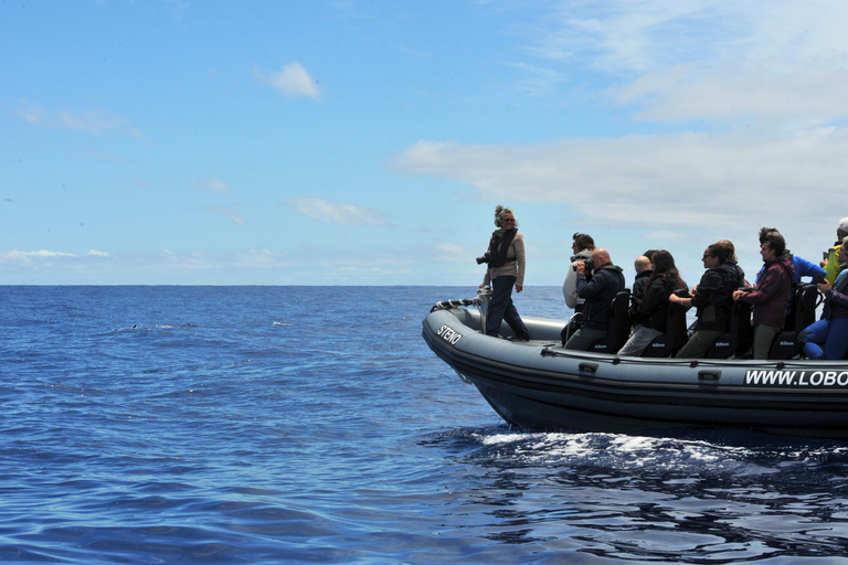 Calheta: Respectful Ocean Wildlife Experience by RIB