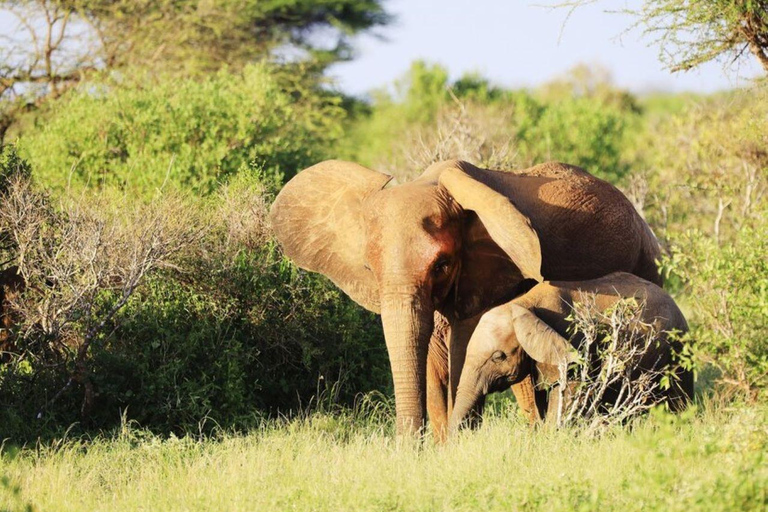 5 dagars safari till Tsavo East/West och Amboseli från Mombasa