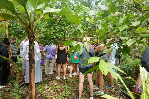 Indigenous Cacao Tour in Bocas del Toro