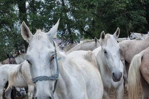 Myths, Horses & Monks – A Transylvanian Storytelling Journey