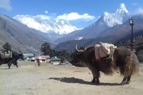 Everest Short Trek - 5 Days Everest Short Trek