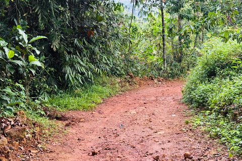 From Colombo: Cave Temples, Jungle Trek & Waterfall Swim
