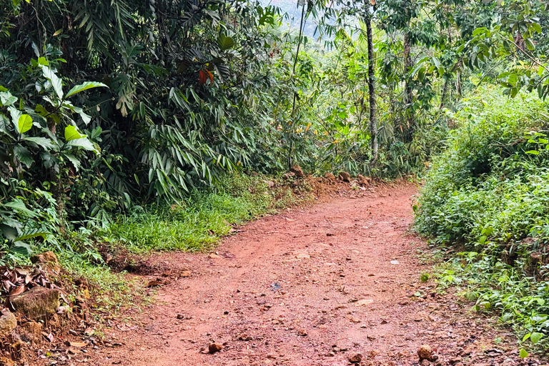 From Colombo: Cave Temples, Jungle Trek & Waterfall Swim
