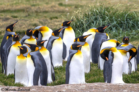 Adventure Day in Tierra del Fuego: King Penguins