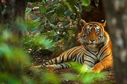 Z Delhi: Wycieczka 1-dniowa do Parku Narodowego Ranthambore z safari