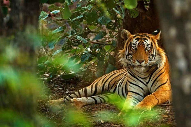 Z Delhi: Wycieczka 1-dniowa do Parku Narodowego Ranthambore z safari