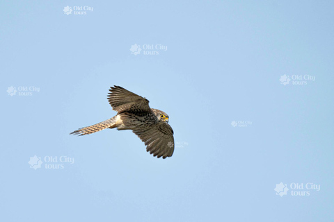 Shirvan Eco-Tour: Gazelles, Birdwatching & Village Lunch Private tour