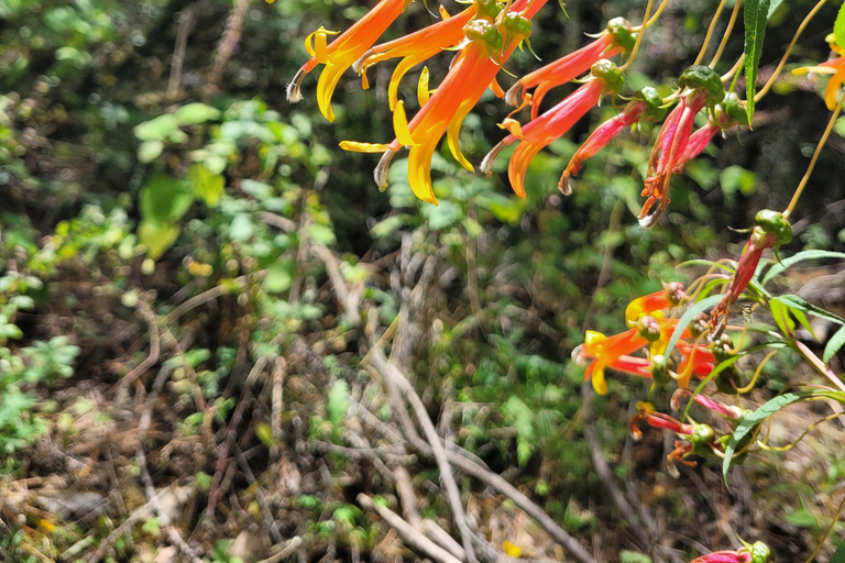 Oaxaca: Sierra Norte Ixtepeji Guided Hike & Lunch, Half-Day