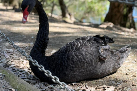 Adelaide Hills & Wildlife Experience