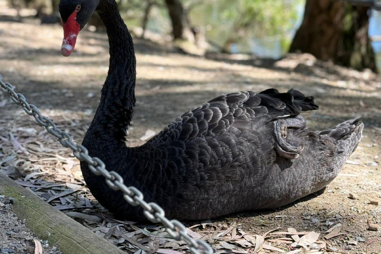 Adelaide Hills & Wildlife Experience
