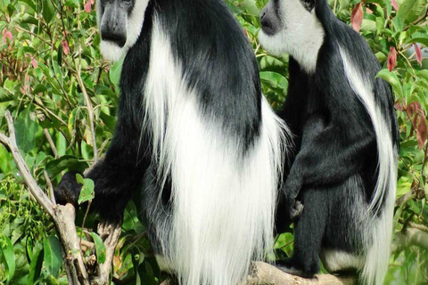 Kigali: Lake Kivu & Nyungwe National Park 2-Day Tour