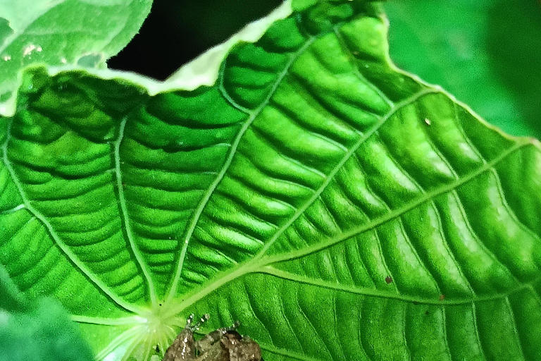 Nocna wycieczka Cahuita&#039;s Tarantula Way