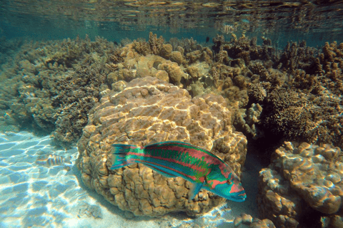 Tahaa & Raiatea: Coral Garden, Tropical Snorkeling, and Pearl Farm
