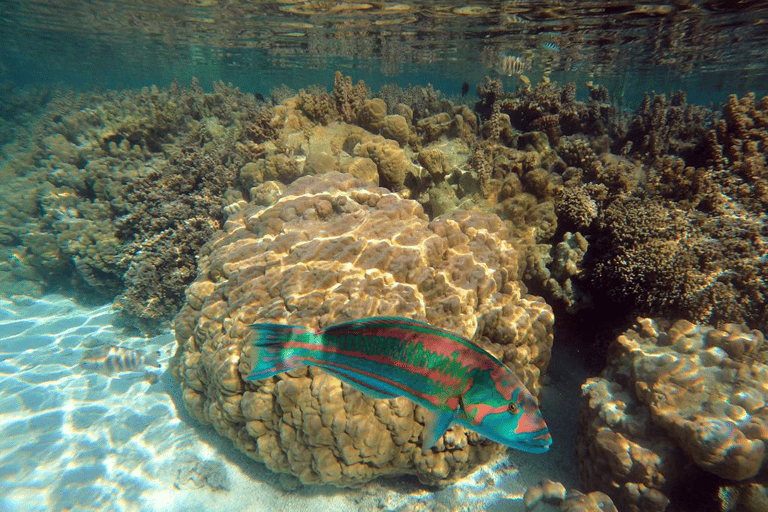 Tahaa & Raiatea: Coral Garden, Tropical Snorkeling, and Pearl Farm