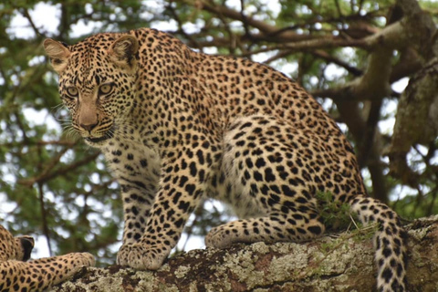 Safaris de acampada de 3 días