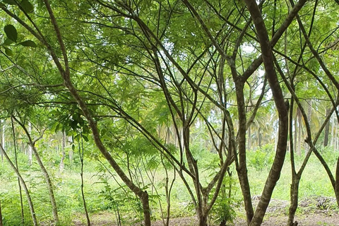 Zanzibar : Stone Town, visite des épices et de l'île prison avec déjeunerVisite privée